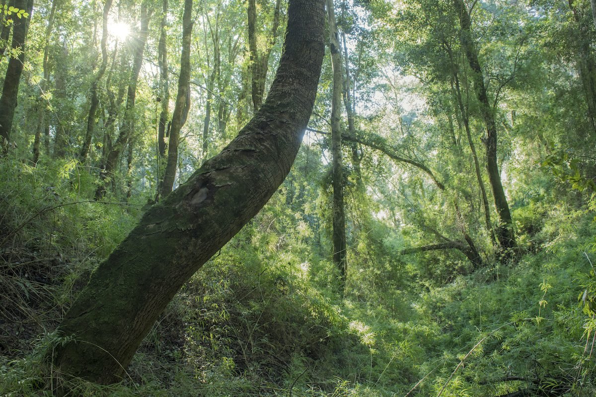 Temperate rainforest